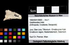 Foto (Objket + Etiketten) von Galatheoidea indet. 